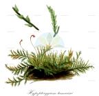 Hypopterygium tamarisci