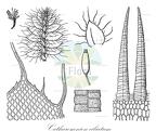 Catharomnion ciliatum