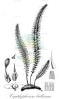 Cyathophorum bulbosum