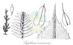 Lopidium concinnum