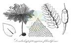 Dendrohypopterygium filiculiforme