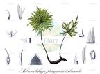 Arbusculohypopterygium arbuscula