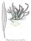 Hypopterygium parvifolium