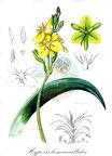 Hypoxis hemerocallidea