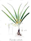 Curculigo orchioides