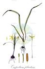 Empodium plicatum