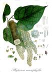 Phytocrene macrophylla