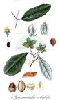 Pyrenacantha volubilis
