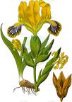 Iris variegata