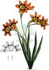 Sparaxis tricolor