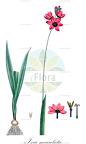 Ixia maculata