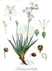 Libertia pulchella