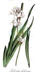 Libertia chilensis