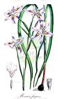 Moraea fugax