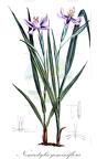 Nemastylis geminiflora