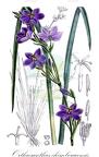 Orthrosanthus chimboracensis