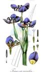 Trimezia caerulea