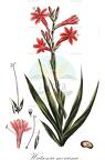 Watsonia meriana