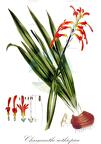 Chasmanthe aethiopica