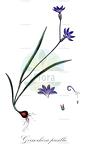 Geissorhiza pusilla