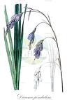Dierama pendulum