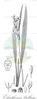 Eleutherine bulbosa