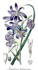 Ixiolirion tataricum
