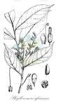 Phyllocosmus africanus