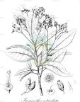 Ixonanthes reticulata