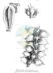 Jubula hutchinsiae