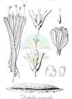 Distichia muscoides