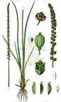 Triglochin maritima