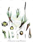 Tetroncium magellanicum
