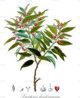 Lacistema hasslerianum