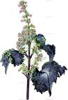 Perilla frutescens