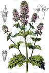 Mentha spicata