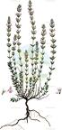 Micromeria graeca