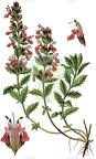 Teucrium chamaedrys