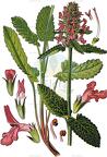 Betonica officinalis