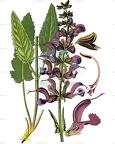 Salvia pratensis