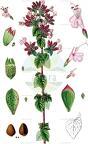 Origanum vulgare