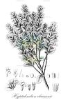 Hyptidendron claussenii