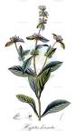 Hyptis hirsuta