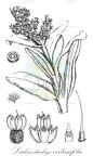 Lachnostachys verbascifolia