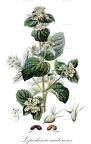 Lepechinia caulescens