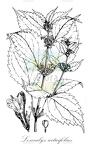 Loxocalyx urticifolius