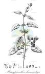 Marsypianthes chamaedrys