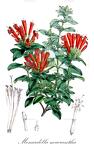 Monardella macrantha