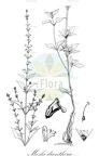 Mosla dianthera