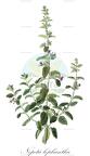 Nepeta lophantha